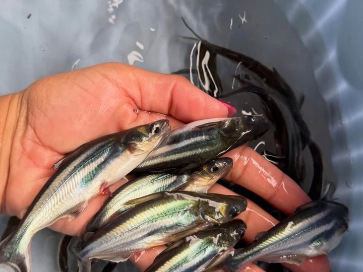 Panga